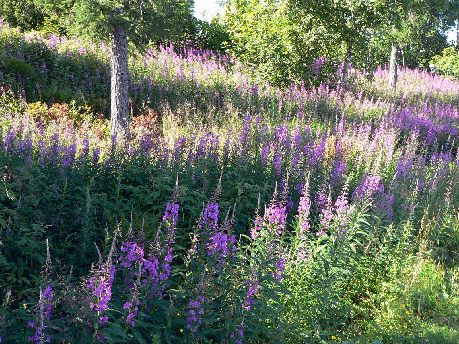 2008-08-04--15.10.44.jpg