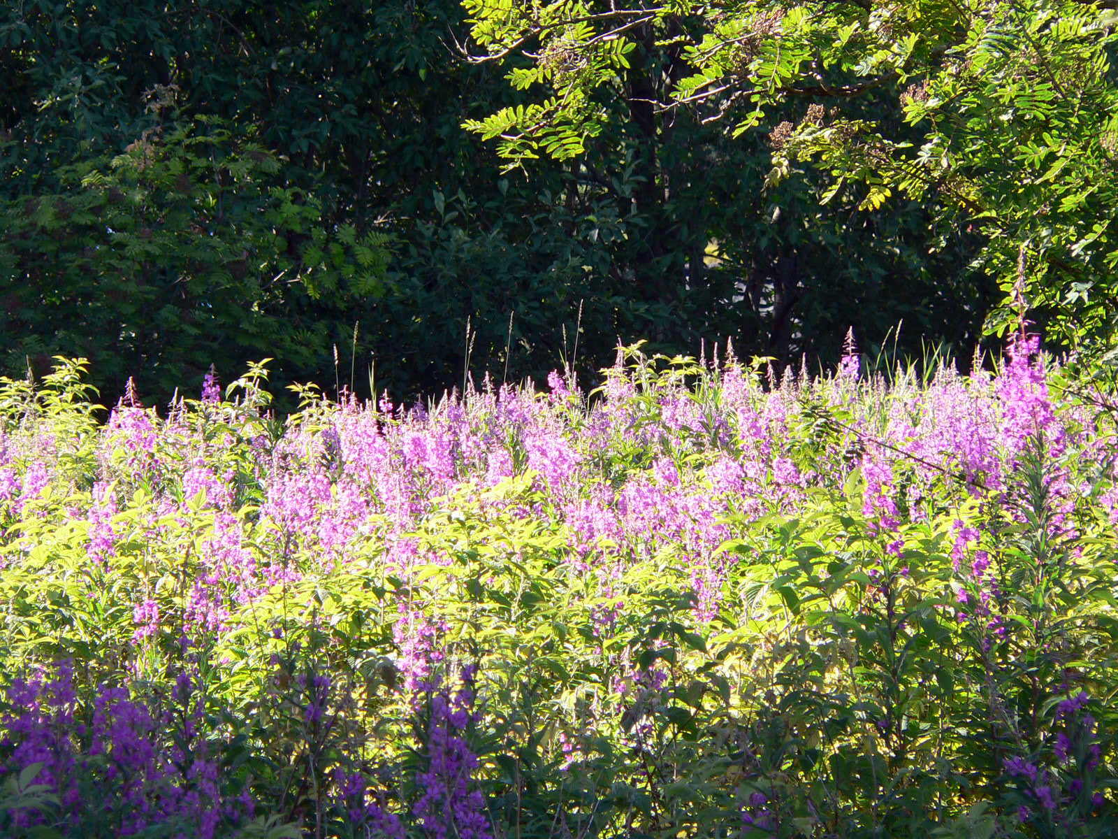 2008-08-04--15.10.54.jpg