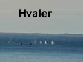 Hvaler i Nuukfjorden